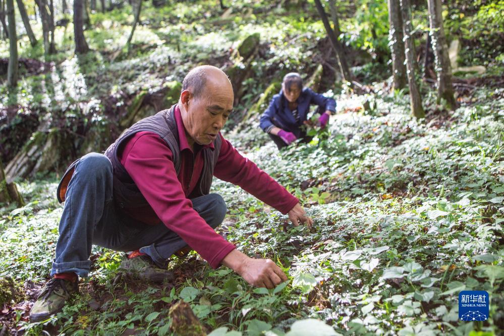 黄金城指定赌场